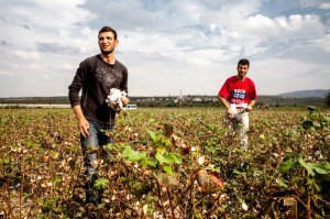 شباب سوريون يعملون بجني القطن في تركيا | من موقع النيويورك تايمز